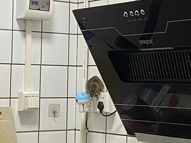 佛山除四害中心厨房灭鼠如何放置灭鼠夹