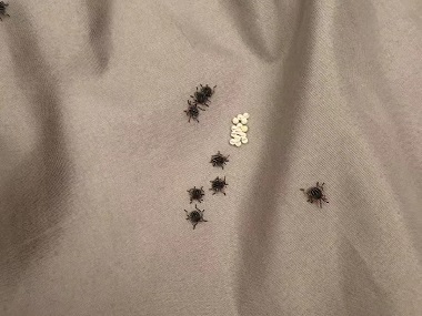 南海四害消杀站：臭虫的危害防治措施