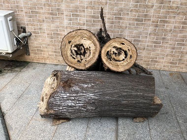 佛山验收白蚁所——如何有效防治杉木白蚁虫害