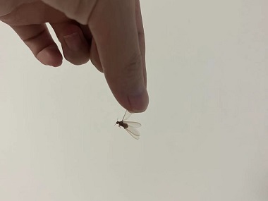 三水灭治白蚁中心出现长翅白蚁，务必提高警惕！